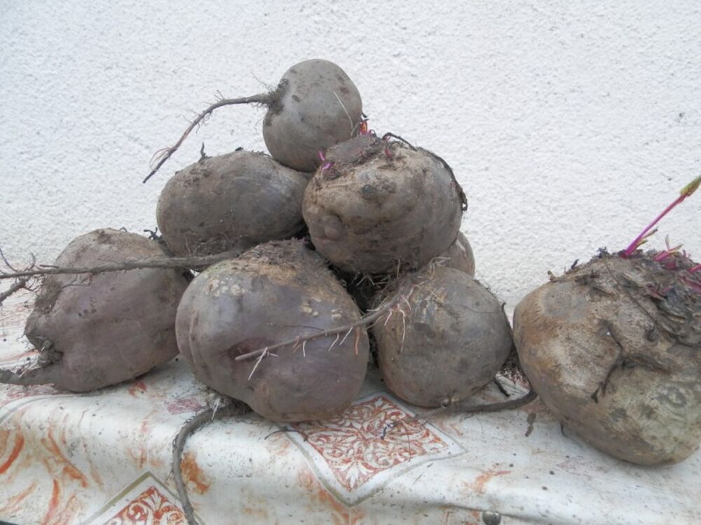 Glavna autorka studije, profesorka Amrita Ahluvalia, objasnila je