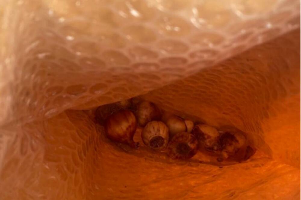 OTKRIVENO DA LI SMETE DA JEDETE PROKLIJALI CRNI LUK: Ovo sigurno niste znali