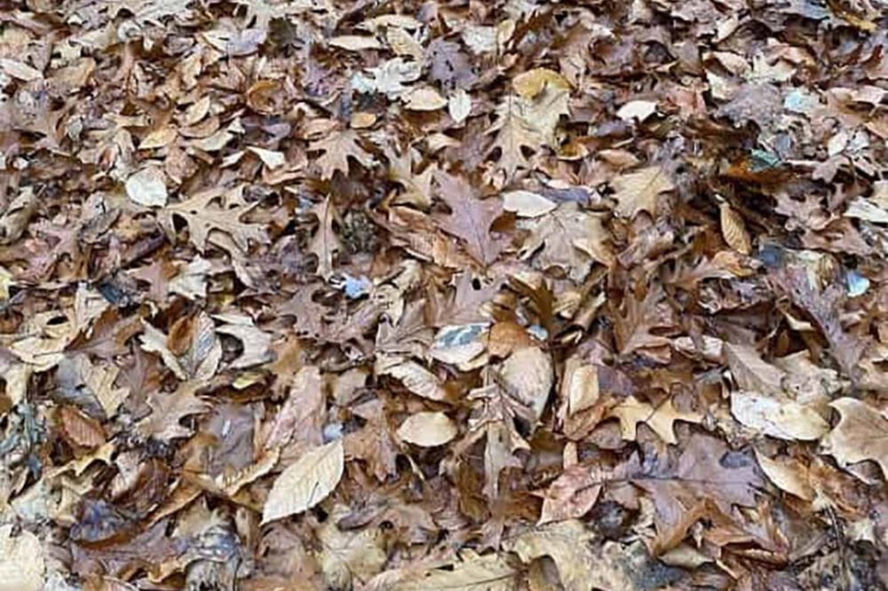 AKO UOČITE ŽABU ZA 30 SEKUNDI VI STE GENIJE: Zaboleće vas glava od OVE SKRIVALICE (FOTO)