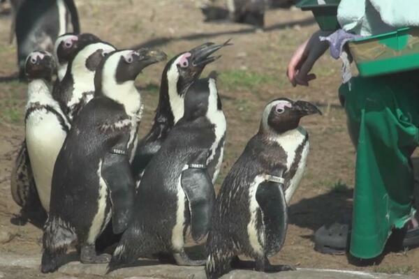 Afrički pingvini na ivici izumiranja: Broj opao za 90 odsto! (VIDEO)