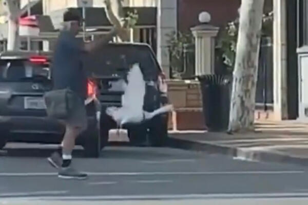 SRUŠIĆETE SE OD SMEHA NA OVAJ SNIMAK: Šta ovo čovek šeta NA POVOCU? Komentari samo PLJUŠTE (VIDEO)