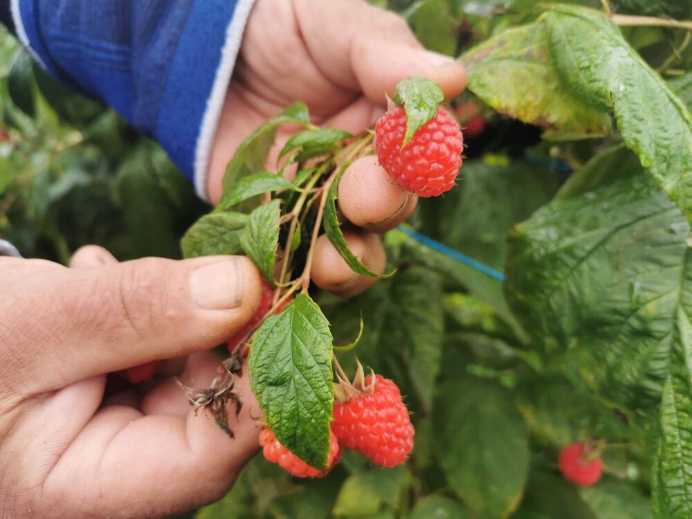 Malina, Berba maline