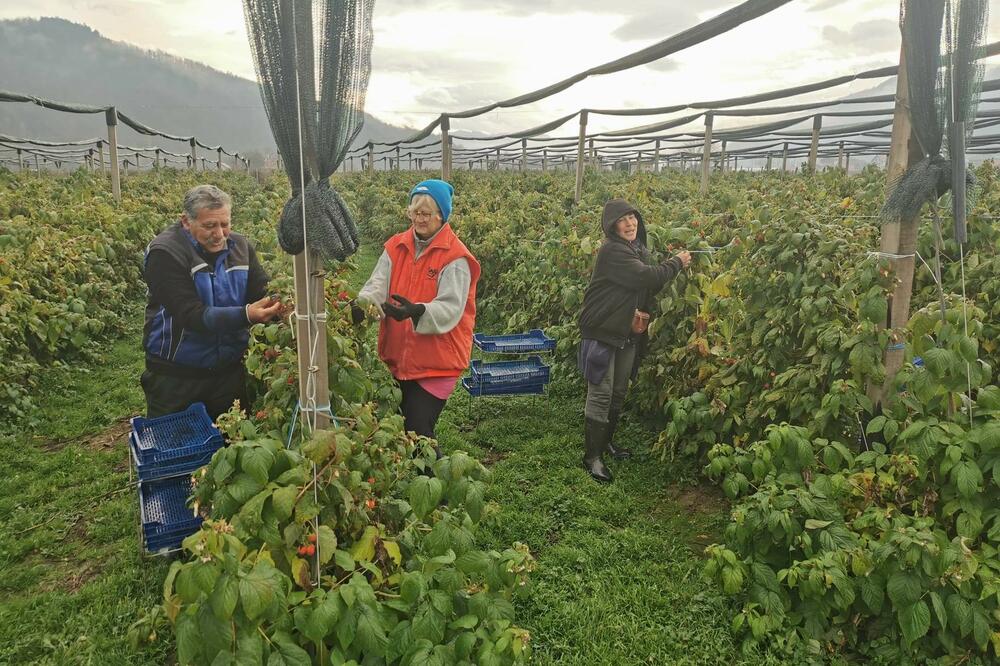 GRANE SE SAVILE OD RODA, A BERAČI MLATE PARE: Kod Dragana berba crvenog zlata u punom jeku i to zbog 1 trika!