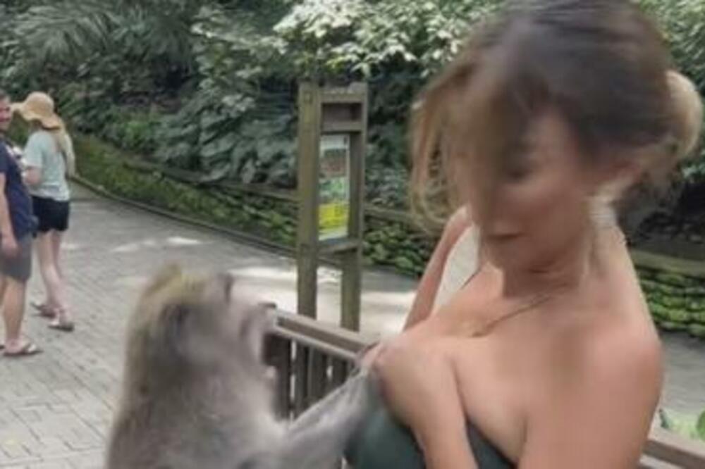 EVO ZAŠTO SE MAJMUNI VRTE U KRUG, ISTINA JE NEVEROVATNA, IMA VEZE I SA LJUDIMA: Naučnici došli do OTKRIĆA