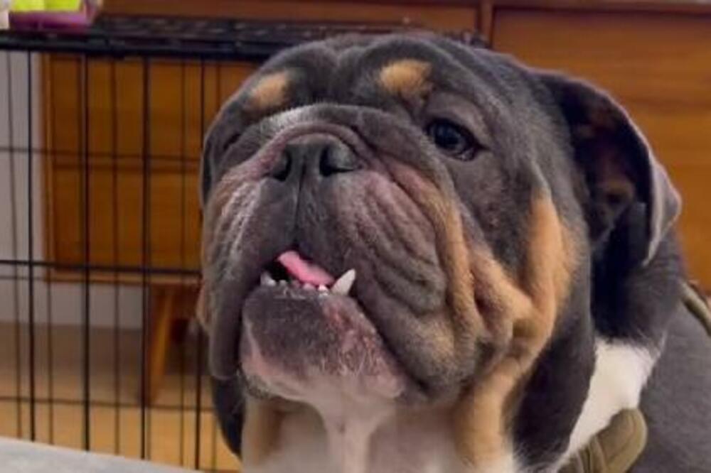 OVAJ PAS SVAKOG DANA RADI 1 STVAR: Njegova VLASNICA je SNIMILA SVE, istopićete se KADA VIDITE (VIDEO)