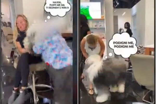 EVO KAKO IZGLEDA KADA PAS OD 40 KILA ŽELI DA GA NOSITE U NARUČJU: Preslatki BOBTEJL u ulozi PITOMOG DIVA! (VIDEO)