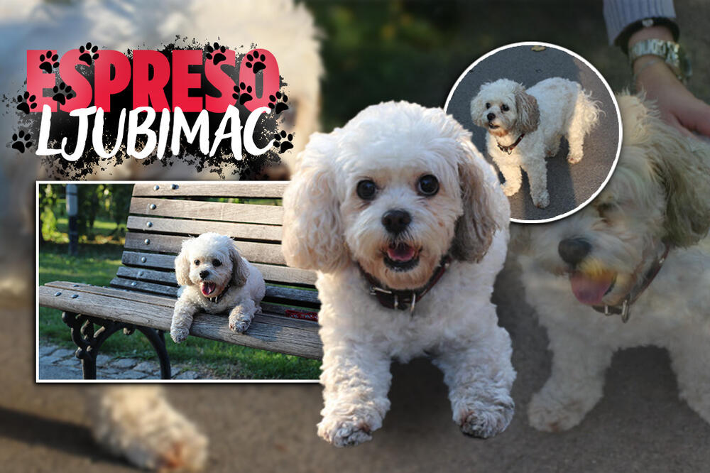 RAZIGRANA I NEZAUSTAVLJIVA JEDVA JE PRISTALA DA ISPOZIRA ZA NAS: Upoznajte Beki - glavna je zvezda na Kalemegdanu