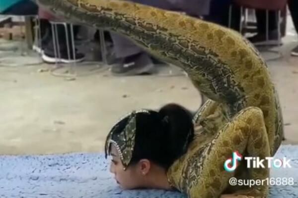 SNIMLJENA PRAVA ŽENA ZMIJA, SVI U ŠOKU: Gledaćete u neverici kako se UVIJA i šta radi (VIDEO)