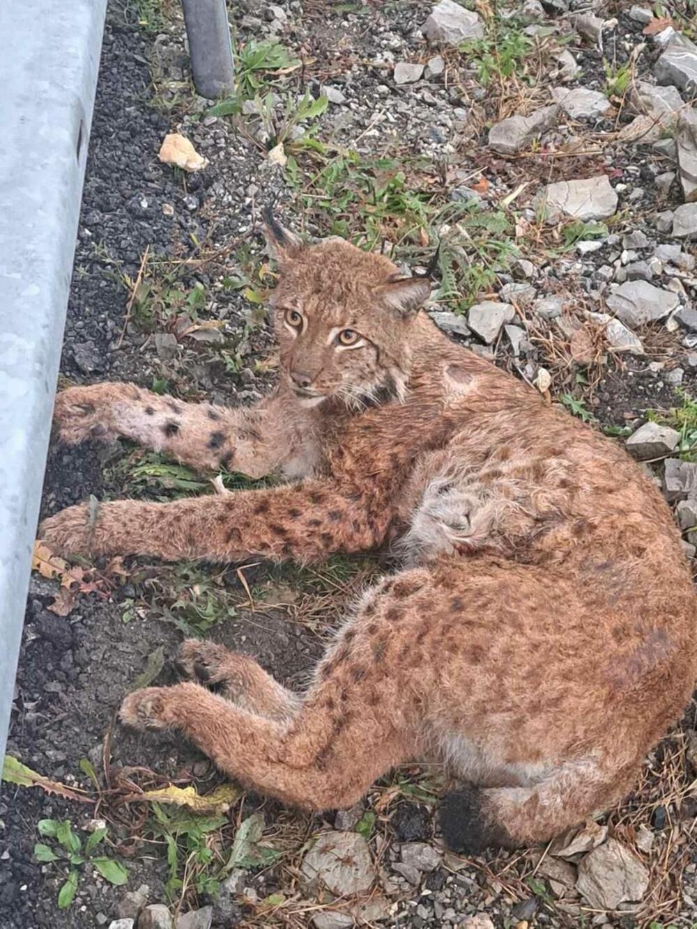 povređeni ris na području Nacionalnog parka 'Đerdap'