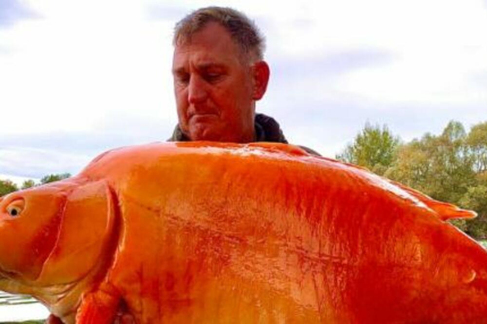 TVRDI DA JE UPECAO ZLATNU RIBICU OD 30 KILOGRAMA I SVE ZABELEŽIO KAMEROM: Ljudi ne veruju šta vide (FOTO)