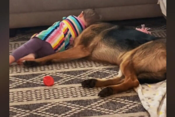 MAJKA JE SAMO NA ČAS OSTAVILA BEBU SAMU SA PSOM: Kad se vratila, mogla je samo da zaplače (VIDEO)