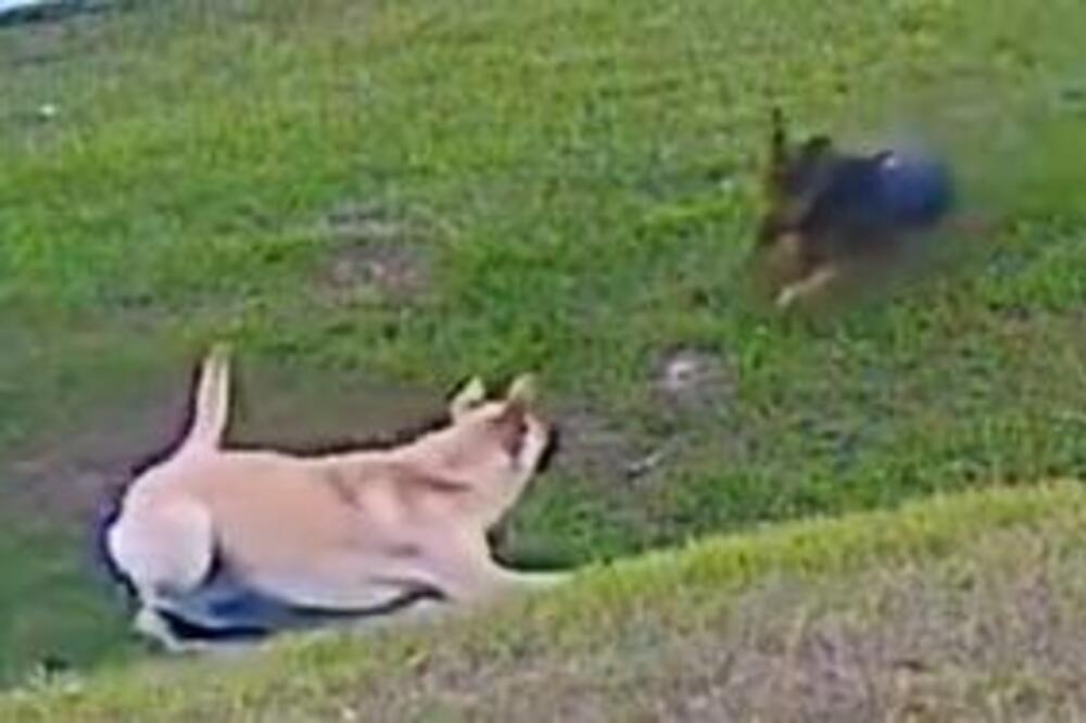 JASMINI KRVOLOČNI PAS POKLAO ŽIVINU: Zastrašujuća ZVER hara ovim gradom u Srbiji, a AGONIJI se NE VIDI kraj