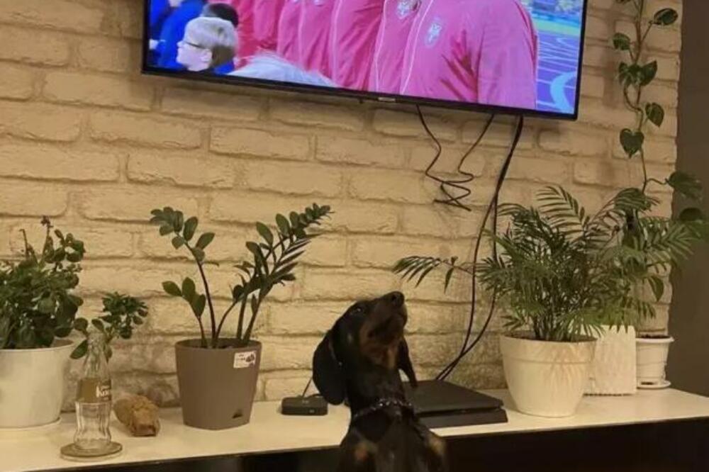 "KADA IDE HIMNA, SVI STOJE MIRNO": PSIĆ samo što NIJE ZAPEVAO BOŽE PRAVDE! Stao je MIRNO i pokazao KAKO SE TO RADI