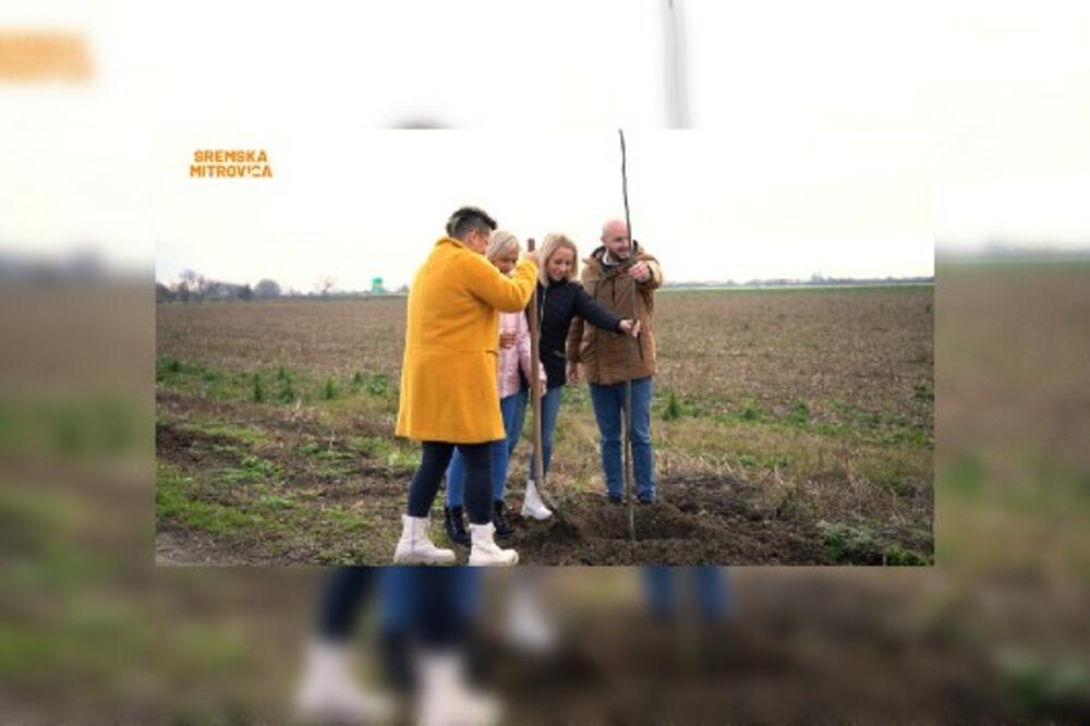 POSAĐENO JOŠ 100 NOVIH SADNICA: U Sremskoj Mitrovici nastavljeno OZELENJAVANJE gradske okoline! (FOTO) (VIDEO)