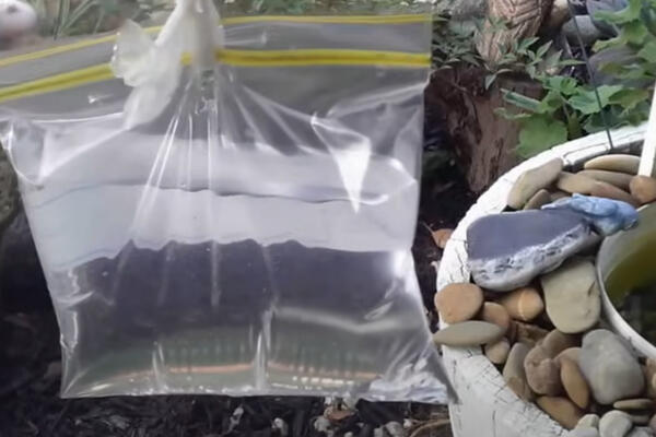 MUŠICE NEĆE VIŠE PRIĆI VAŠOJ KUĆI: U kesu sa vodom STAVITE OVO ispred prozora, rezultat će vas ODUVATI (VIDEO)