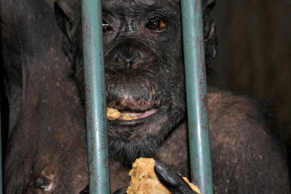 VELIKO SLAVLJE U ZOO VRTU: Majmunica Zorica, ćerka čuvenog Samija puni 31 godinu, a dobila je i SJAJAN POKLON