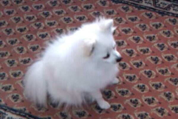 KUPILA JE PSA ZA 150 EVRA: A onda je ostala u ČUDU kada je videla ŠTA JOJ ŠETA PO KUĆI