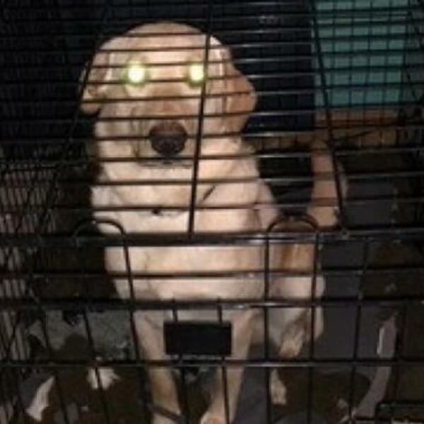 MISLILI SU DA MU NEMA SPASA I OSTAVILI GA KOD VETERINARA: Desilo se pravo čudo! (VIDEO)