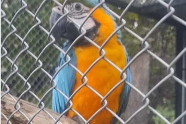 DA LI STE VIDELI BEBU? Sanja traži šarenog papagaja, a PRONALAZAČU nudi OVOLIKU NOVČANU NAGRADU