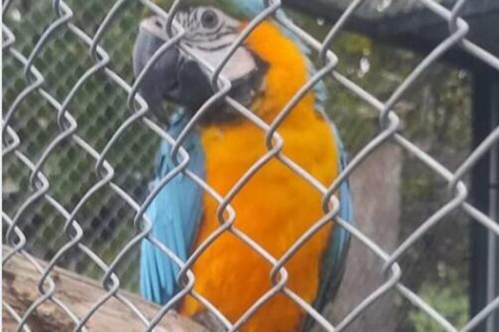 DA LI STE VIDELI BEBU? Sanja traži šarenog papagaja, a PRONALAZAČU nudi OVOLIKU NOVČANU NAGRADU