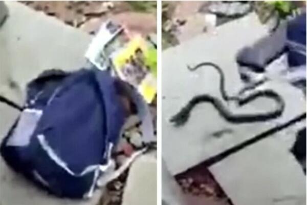 DETE JE OTVORILO RANAC A UNUTRA JE VREBAO JEZIVI MONSTRUM: Snimak gledajte na sopstvenu odgovornost (VIDEP)