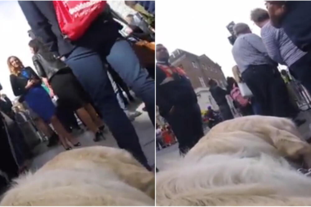 SLEP ČOVEK OKAČIO KROZ ŠTA PROLAZI SVAKI DAN: Ovo će vas rastužiti i RAZBESNETI, treba da ih bude SRAMOTA (VIDEO)