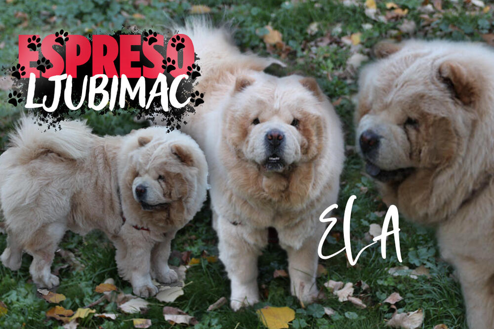 OVAJ ČAU ČAU OBOŽAVA DA SE MAZI I PRAVI JE SANJAR: Pogledajte kako je PUFNASTA ELA ispozirala za nas! (FOTO)