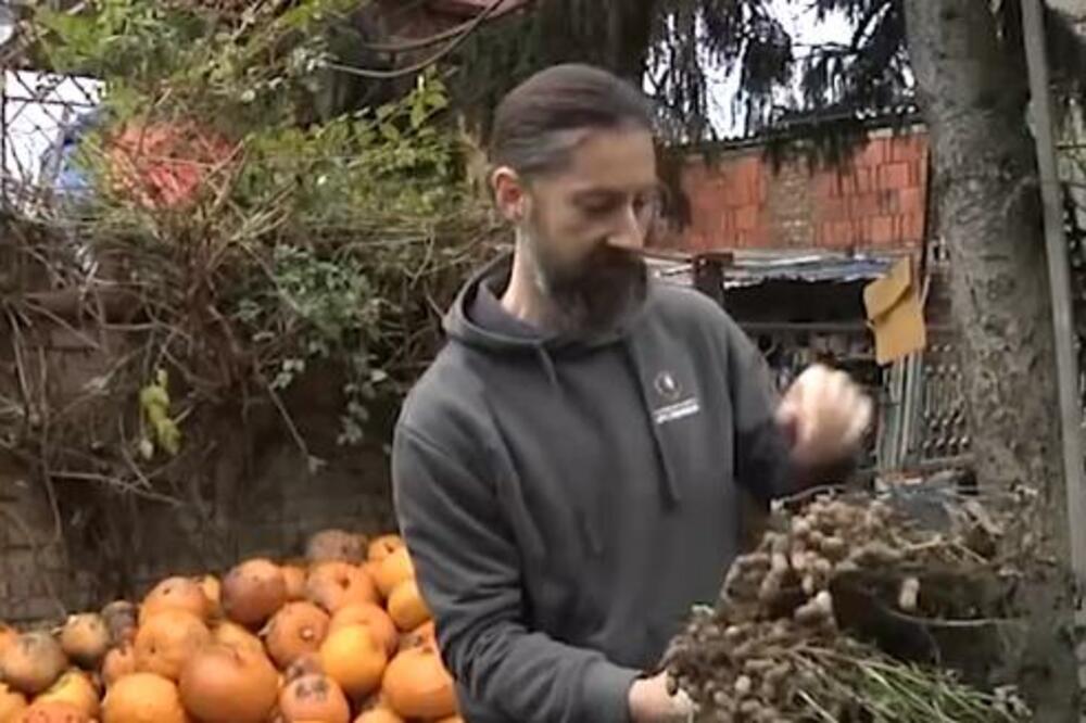 PORODICA KRSTONOŠIĆ IZ KIKINDE GAJI KIKIRIKI KOJI RAĐA KAO LUD: Tvrde da se se prima kao KROMPIR, proizvode i ULJE!