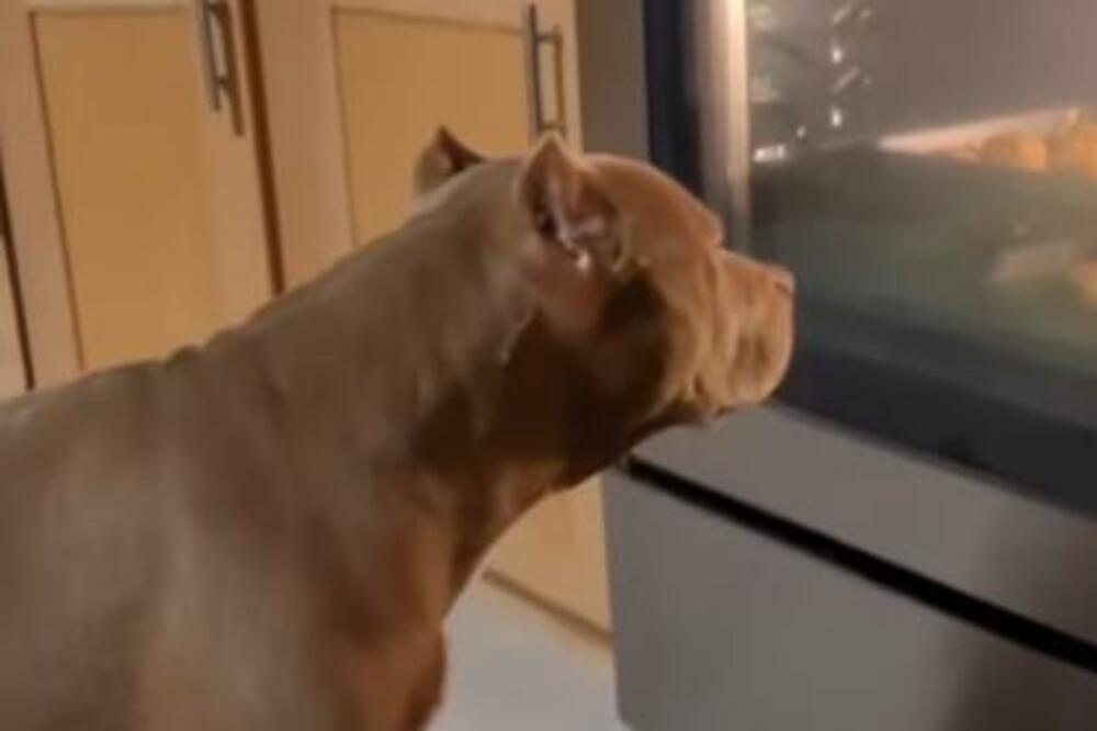 NE BISTE POVEROVALI KAKO IH GLEDA: Faca ovog PSA nikoga neće ostaviti RAVNODUŠNIM (VIDEO)