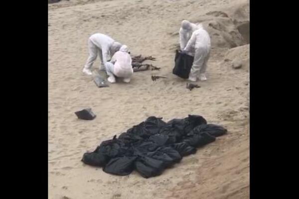 UŽASAN PRIZOR NA PLAŽI U PERUU, LJUDI SKUPLJAJU LEŠEVE: Hiljade pelikana uginulo zbog ptičijeg gripa?(VIDEO)
