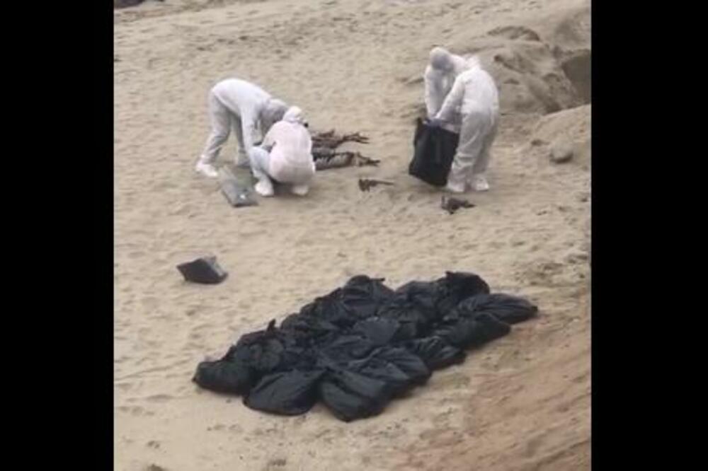 UŽASAN PRIZOR NA PLAŽI U PERUU, LJUDI SKUPLJAJU LEŠEVE: Hiljade pelikana uginulo zbog ptičijeg gripa?(VIDEO)