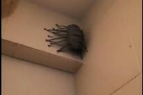 VIDEO JE JEZIVU STVAR U SVOM KUPATILU: Ceo život mu je prošao pred očima (FOTO)