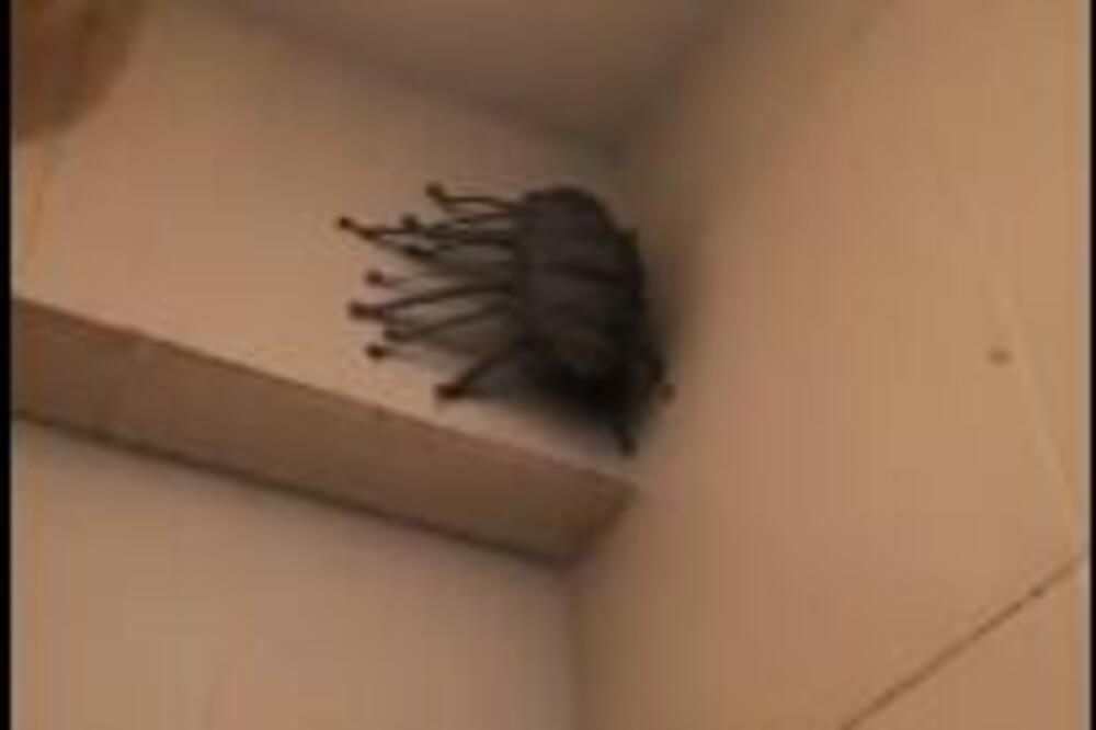 VIDEO JE JEZIVU STVAR U SVOM KUPATILU: Ceo život mu je prošao pred očima (FOTO)