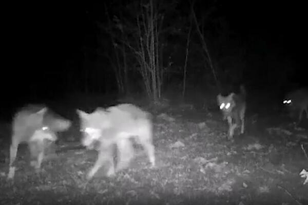 UZNEMIRUJUĆI PRIZOR U ŠUMI KOD TRSTENIKA: Čopor vukova došao blizu sela (VIDEO)