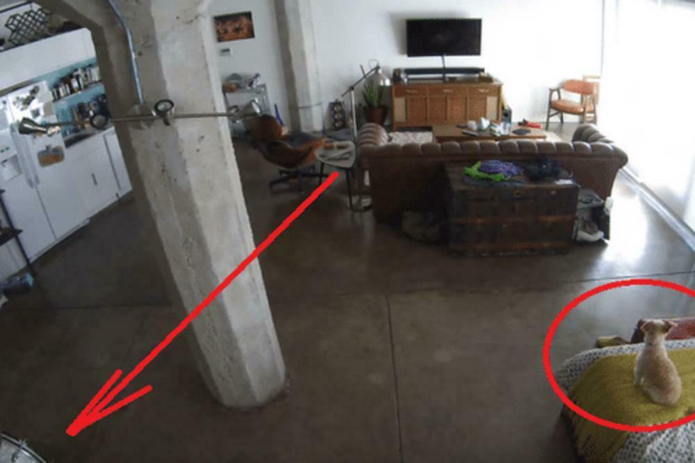 KOMŠIJE SE ŽALILE NA LAVEŽ PSA U ODSUSTVU VLASNIKA: Postavili su kameru i šokirali se kada su pregledali snimak