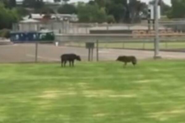 KOJOT NAPAO PITBULA U PARKU: Vlasnik je sve snimio, svi ostali u NEVERICI ISHODOM (VIDEO)