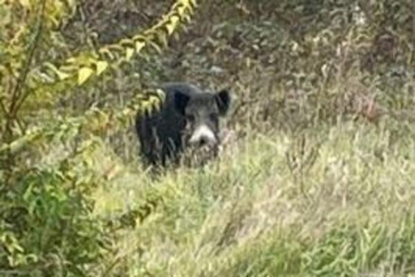 "SVINJA KOJA ŽELI DA SE OBRAZUJE": Divlja životinja ponovo pošetala PRESTONICOM, evo gde se ovog puta NAŠLA (FOTO)