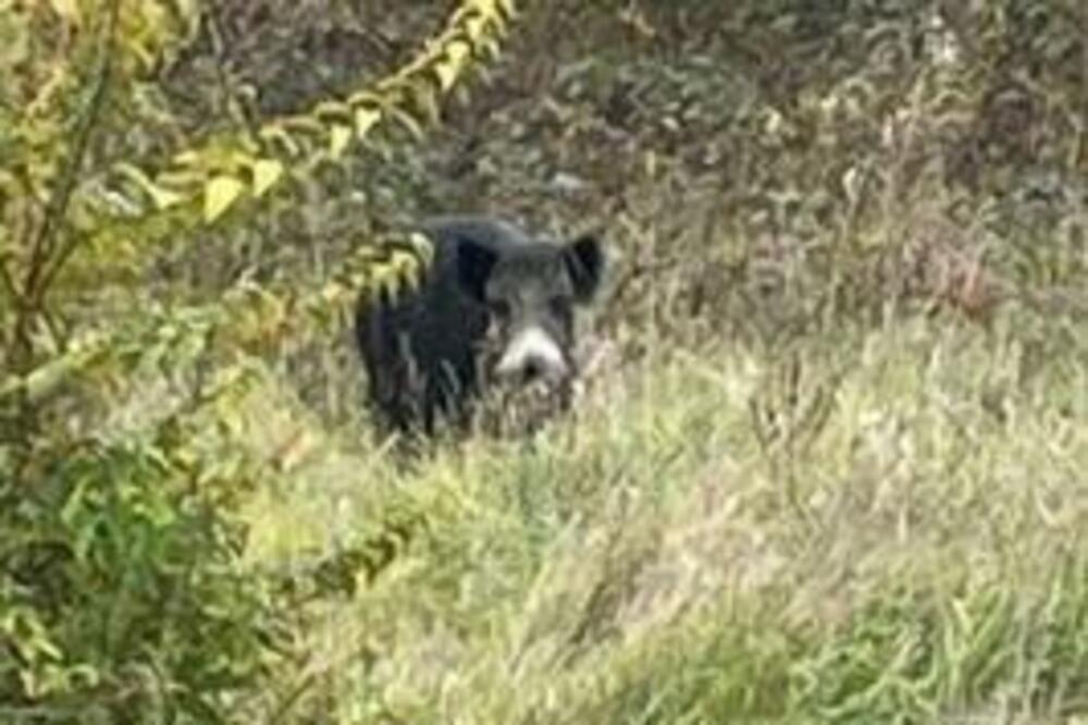 "SVINJA KOJA ŽELI DA SE OBRAZUJE": Divlja životinja ponovo pošetala PRESTONICOM, evo gde se ovog puta NAŠLA (FOTO)