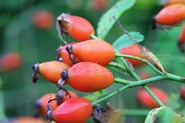 NE, ŠIPAK NE LEČI VISOK KRVNI PRITISAK