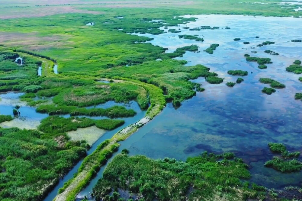 Močvara Manas u Sinđijangu: Važno sedište i zimsko boravište ptica (VIDEO)