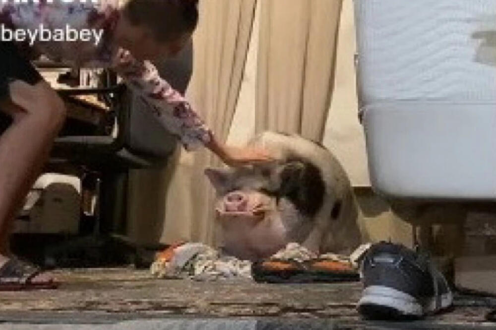 ČUVAO JE SVINJU KAO LJUBIMCA A ONDA JE KRENUO DA JE POMAZI: Okršaj kakav je usledio se NE PAMTI, SNIMLJENA MAKLJAŽA