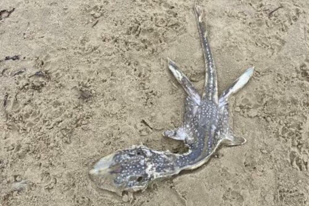 ŠTA JE, BRE, OVO? Na plaži pronađeno ČUDNO STVORENJE, niko ne zna o čemu se RADI (FOTO)