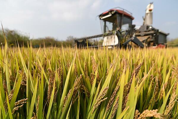 Kineska studija pronašla genetsko rešenje za zaustavljanje klijanja žitarica pre žetve
