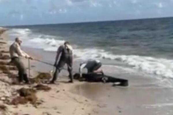 KUPALI SU SE NA PLAŽI A ONDA JE IZ VODE POČELO DA GMIŽE NEŠTO STAVIČNO: Sve je snimljeno kamerom, ljudi se krste!