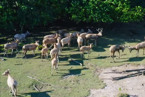 ČUVAR PRIRODE: Budi prijatelj losa! U Kini populacija veća od 10.000 (VIDEO)