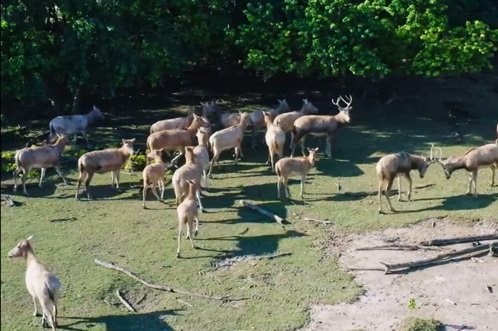 ČUVAR PRIRODE: Budi prijatelj losa! U Kini populacija veća od 10.000 (VIDEO)