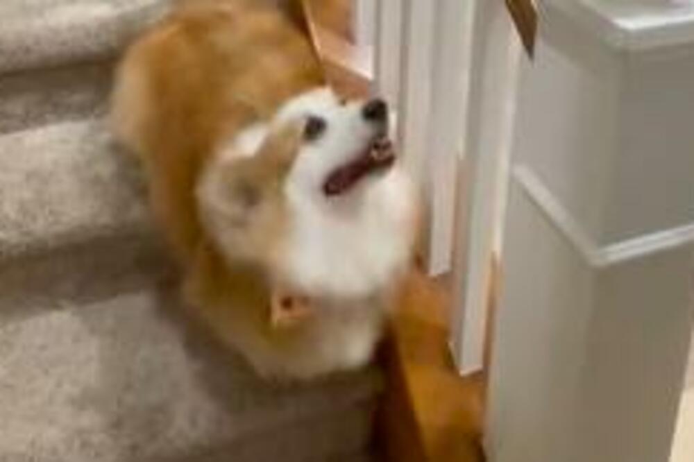 KORGI OBOŽAVA SVOJU NOVU BOŽIĆNU IGRAČKU: Ono što radi će vam izmamiti OSMEH, ovu SLATKOĆU MORATE VIDETI (VIDEO)