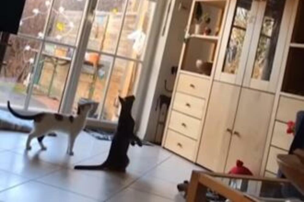 OKAČILI SU JELKU NA PLAFON ZBOG MAČAKA: One ih NADMUDRILE, nećete verovati ŠTA SU USPELE DA URADE (VIDEO)