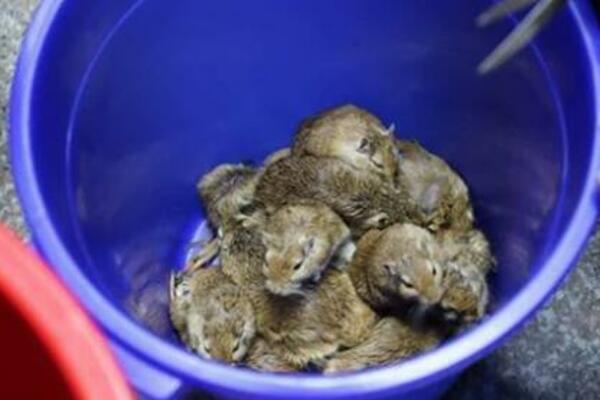 AKO SU VAM SE MIŠEVI NAMNOŽILI U KUĆI, POSTOJI SAMO 1 NAČIN DA IH OTERATE: Postavite ove biljke i pobeći će odmah