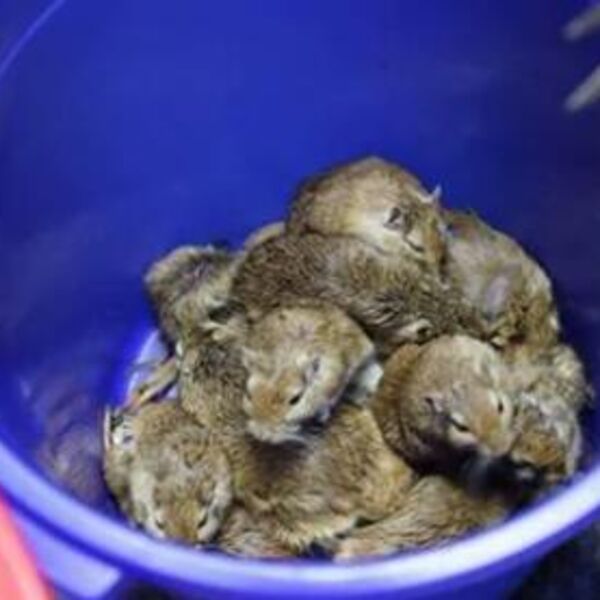 Baštovanka otkrila ubedljivo najbolji trik da oterate miševe iz kuće i dvorišta: Skroz je neškodljiv, a radi posao